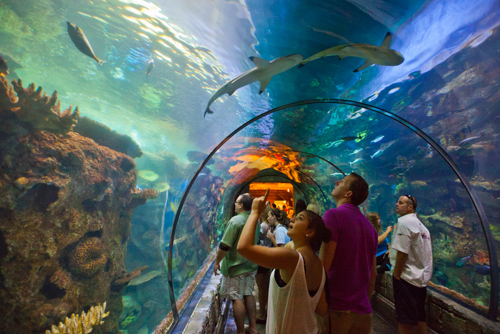 Shark Reef, Mandalay Bay, Las Vegas – Larry Brownstein Photography